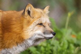 Red fox (Vulpes vulpes) standing in a forest in autumn, portrait, Bavaria, Germany