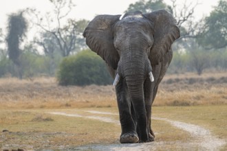 African elephant (Loxodonta africana), adult, Okavango Delta, Moremi Game Reserve, Botswana