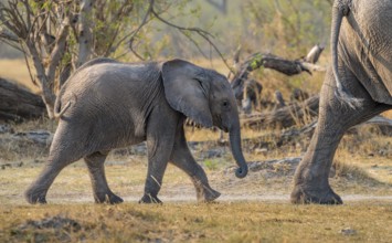 African elephant (Loxodonta africana), young animal running behind mother, Okavango Delta, Moremi