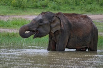 Sri Lankan elephant (Elephas maximus maximus) drinking water, Uda Walawe National Park, Sri Lanka