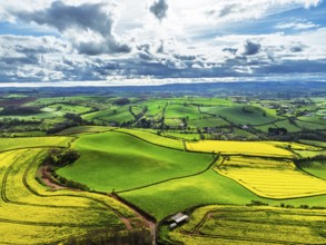 Rapeseed Fields and Farms over Torquay from a drone, Devon, England, United Kingdom