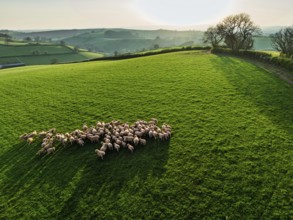Flock of Sheep on Farms from a drone, Torquay, Devon, England, United Kingdom