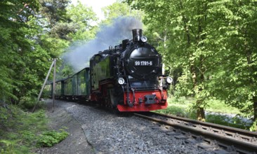 The Raging Roland, narrow-gauge railway, on Rügen, Mecklenburg-Vorpommern, Germany
