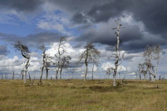 Noir Flohay in the High Fens, an upland moor in the Eife, dead trees are the remains of a large
