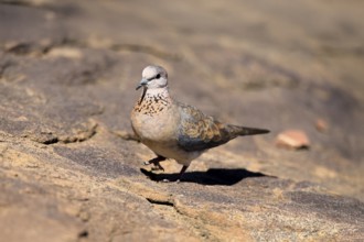 Palm Pigeon (Spilopelia senegalensis), adult, on the ground, foraging, Mountain Zebra National