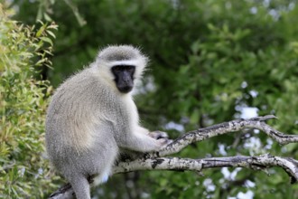 Vervet Monkey (Chlorocebus pygerythrus), adult, sitting, tree trunk, Kruger, Kruger National Park,