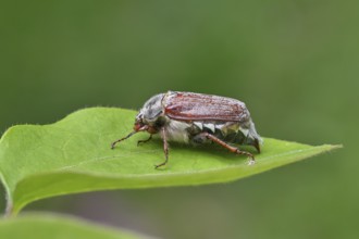 May beetle, wood cockchafer (Melolontha hippocastani), female, on a leaf litter, close-up,