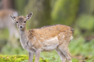 European fallow deer (dama dama) doe standing in a forest in autumn, Bavaria, Germany