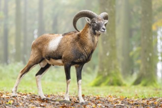 European mouflon (Ovis aries musimon) ram (male) standing in a forest in autumn, Bavaria, Germany