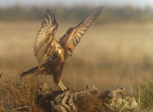 Young female marsh harrier (Circus aeruginosus) on a tree root in morning fog, Castilla-La Mancha,