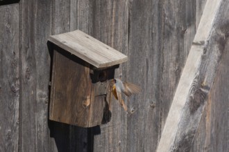 A male common redstart (Phoenicurus phoenicurus) landing on a birdhouse with insects in its beak,