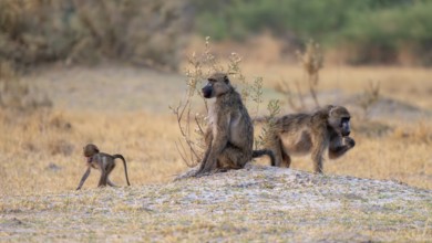 Bear baboons (Papio ursinus) adults and cubs foraging, Third Bridge, Okavango Delta, Moremi Game