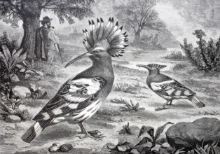 Bird, Hoopoe, Upupa epops, Historical, digitally enhanced reproduction of a 19th century model