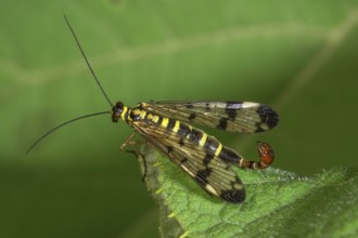 A male scorpion fly (Panorpa communis) with transparent wings on a green leaf, Baden-Württemberg,