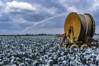 Agriculture, artificial irrigation of a field, irrigation system, cabbage cultivation, red cabbage,