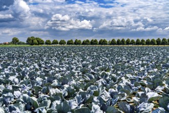 Agriculture, fields, cabbage cultivation, red cabbage, near Kempen on the Lower Rhine, North