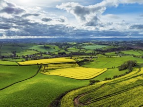 Rapeseed fields and Farms over Devon Windmill from a drone, Torquay, Devon, England, United Kingdom