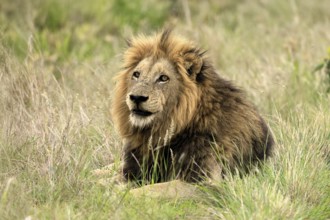 Lion (Panthera leo), male, portrait, alert, Kruger, Kruger National Park, South Africa