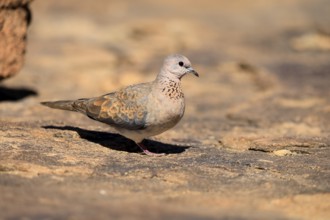 Palm Pigeon (Spilopelia senegalensis), adult, on the ground, foraging, Mountain Zebra National