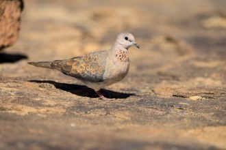 Palm Pigeon (Spilopelia senegalensis), adult, on the ground, foraging, Mountain Zebra National