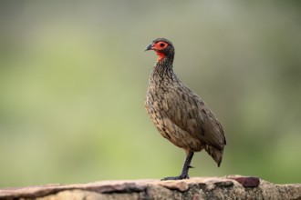 Swainson's francolin (Pternistis swainsonii), adult, alert, Kruger, Kruger National Park, South