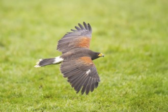 Harris's hawk (Parabuteo unicinctus) flying over a meadow, autumn, Bavaria, Germany