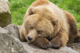 Eurasian Brown Bear (Ursus arctos arctos) lying on a rock, Bavaria, Germany
