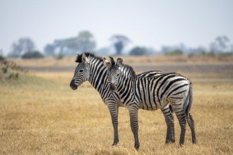 Steppe zebras (Equus quagga), two zebras in dry savannah, Okavango Delta, Moremi Game Reserve,