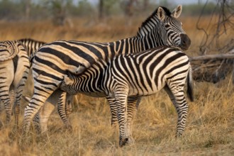 Steppe zebra (Equus quagga), mother suckling young, Okavango Delta, Moremi Game Reserve, Botswana