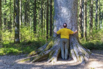Man hugging the thick trunk of one of the mighty 300-year-old Schöllkopf fir trees, a silver fir