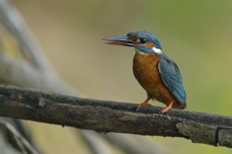 Kingfisher (Alcedo atthis), female adult bird, in natural environment, slightly open beak and