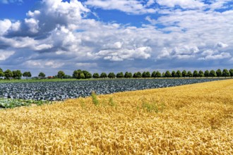 Agriculture, fields, wheat on the right, cabbage cultivation on the left, red cabbage, near Kempen