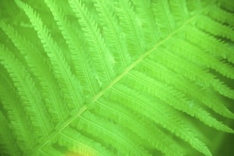 Fern leaf