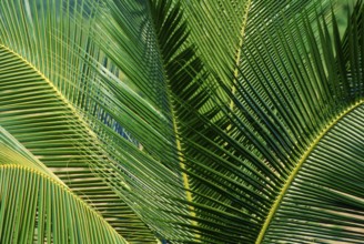 Coconut palm, leaves