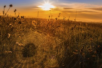 Spider's web in the morning light
