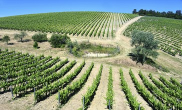 Vineyards near the city of San Gimignano, Tuscany, Italy