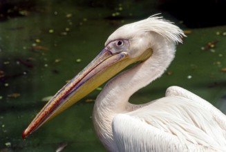 Rosy Pelican in Arignar Anna Zoological Park at Vandalur (Vandalur Zoo) in Chennai, Tamil Nadu,