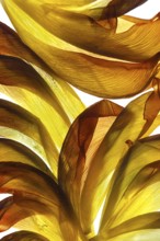 Withered petals of a tulip on a white background