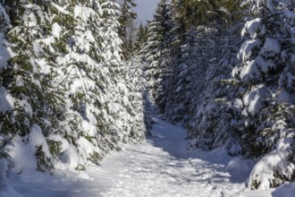 Hiking trail around the Oderteich in winter Harz National Park