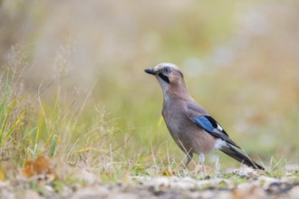 Jay posing on the forest litter. autumn. Swarzedz, Poland