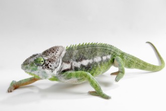 Madagascar giant chameleon (Furcifer verrucosus)
