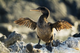 Flightless Cormorant (Phalacrocorax harrisi), Fernandina Island, Galapagos Islands, Ecuador