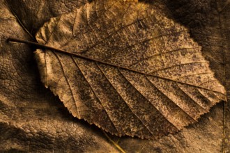 Dry leaf outstanding on other leaves as an autumn background
