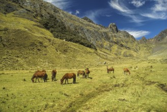 Horses grazing in scenic green valley between high mountain peaks in Peruvian Andes