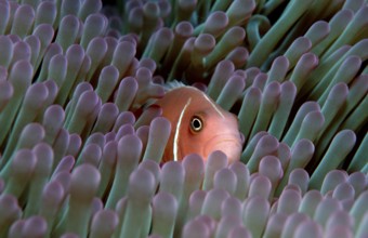Pink Anemonefish, Collar Anemonefish (Amphiprion perideraion), False Whiteback Clownfish, Whiteback