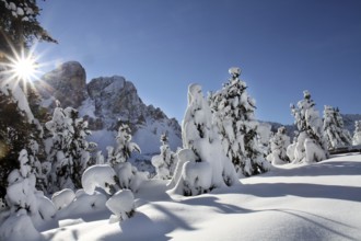 Winter wonderland