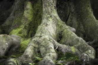 Ancient beech (Fagus), root approach, Jasmund National Park, Rügen, Mecklenburg-Western Pomerania,