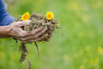 Biological soil in the hands, biological soil in hands
