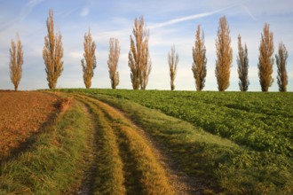 Poplars in a field, Germany, Baden-Württemberg