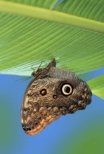 Owl Buttfly, female, lying eggs (Caligo memnon)